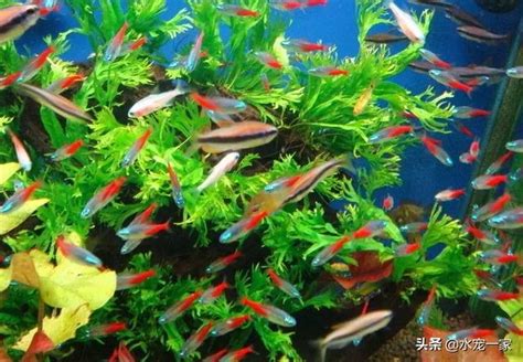 養幾隻魚比較好|十大易養觀賞魚排行榜